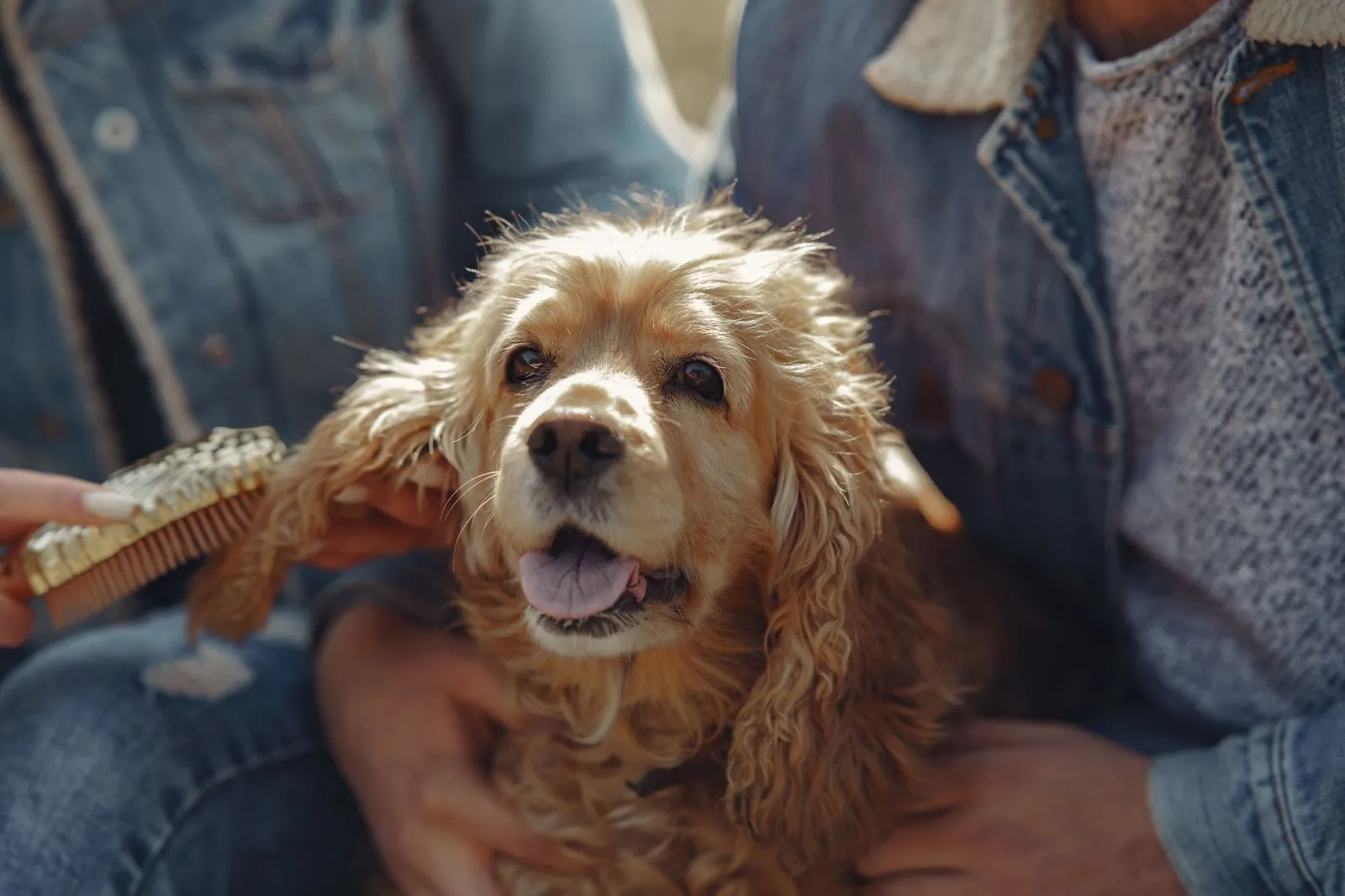 How Often Should You Groom Your Dog?